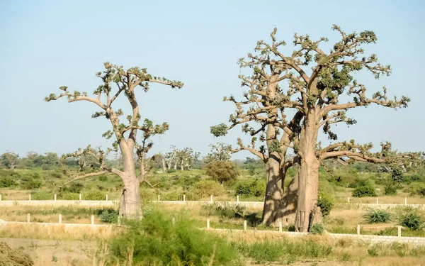 Baobab, geniş gövdeli tropikal ağaç (10 metre çapında), süngerimsi ahşap, kalın ve grimsi kabuk, ince taç, az sayıda ve ayrı dallar, palmiye yaprakları yazın düşen üç ila yedi broşürle birlikte