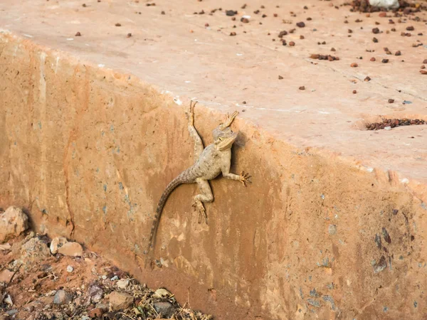 Agama Lizard Leaning Wall — Stock Photo, Image