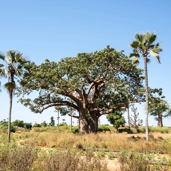 Baobab Árvore Tropical Com Tronco Muito Largo Até Diâmetro Madeira — Fotografia de Stock
