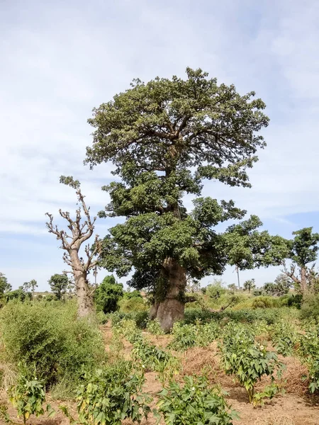 Baobab, geniş gövdeli tropikal ağaç (10 metre çapında), süngerimsi ahşap, kalın ve grimsi kabuk, ince taç, az sayıda ve ayrı dallar, palmiye yaprakları yazın düşen üç ila yedi broşürle birlikte