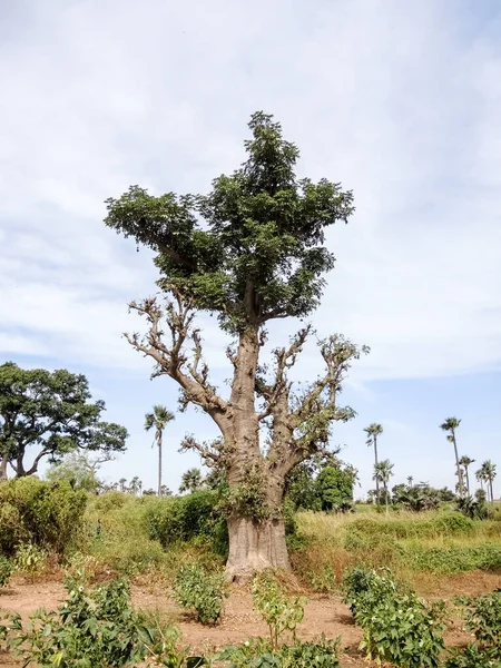 Baobab, geniş gövdeli tropikal ağaç (10 metre çapında), süngerimsi ahşap, kalın ve grimsi kabuk, ince taç, az sayıda ve ayrı dallar, palmiye yaprakları yazın düşen üç ila yedi broşürle birlikte