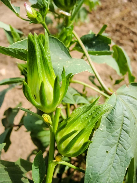 Senegal bahçesinde beyaz gülhatmi