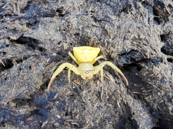 セネガルの公園の黄色いクモ — ストック写真