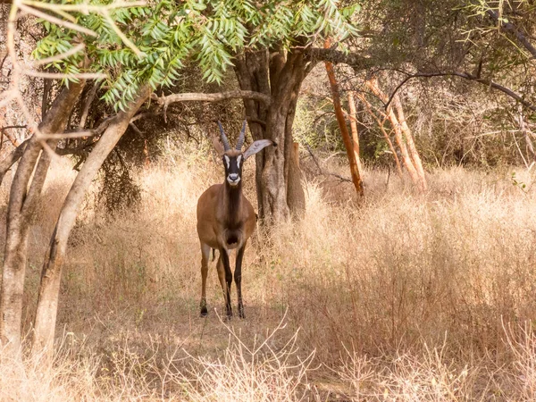 Αφρικανική Αντιλόπη Φυσικό Πάρκο Της Σενεγάλης — Φωτογραφία Αρχείου