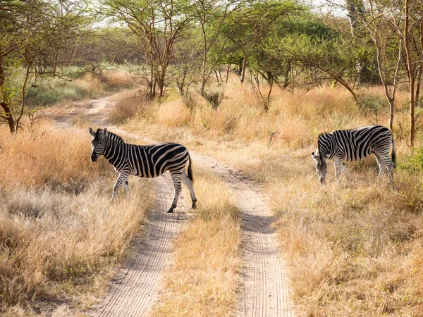 Cebras Cruzando Camino Tierra Parque Nacional Senegal —  Fotos de Stock