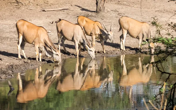Antílope Africano Parque Natural Senegal —  Fotos de Stock