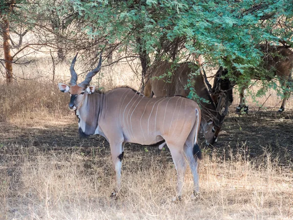 Büyük kud ya da büyük kud Bovinae alt familyasından bir artiodactyl memeli türüdür. Güney ve doğu Afrika 'nın ormanlı savanalarında yaşayan olağanüstü boynuzları olan büyük bir Afrika antilobu.