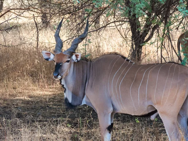大库德 Greater Kud或Great Kud 是Bovinae亚科的一种仙人掌哺乳动物 它是一种大型的非洲羚羊 有出色的鹿角 栖息在非洲南部和东部丛林的草原上 — 图库照片