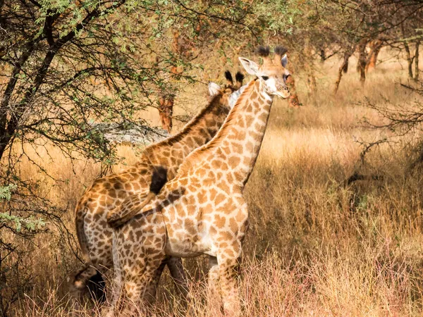 Giraffes African Natural Park Senegal — Stock Photo, Image