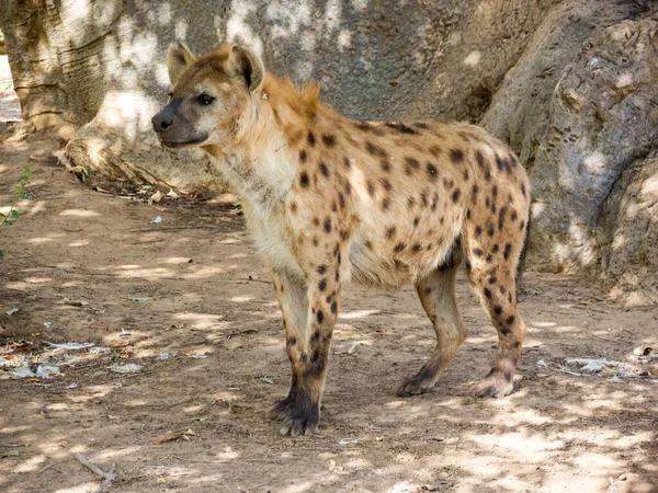 Hyena Uit Een Natuurpark Afrika — Stockfoto