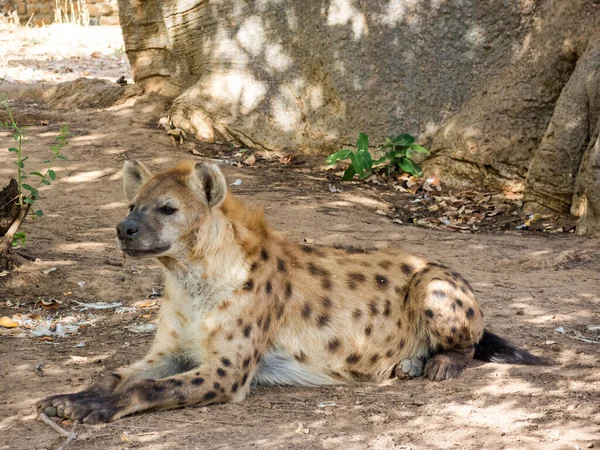 Hyena Uit Een Natuurpark Afrika — Stockfoto