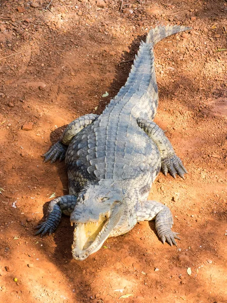 Afrykański Aligator Parku Naturalnym Afryce — Zdjęcie stockowe