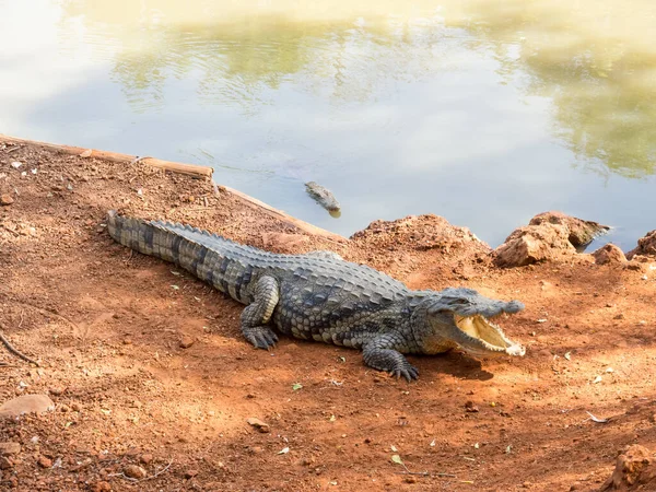 Aligator Africano Parque Natural África — Fotografia de Stock