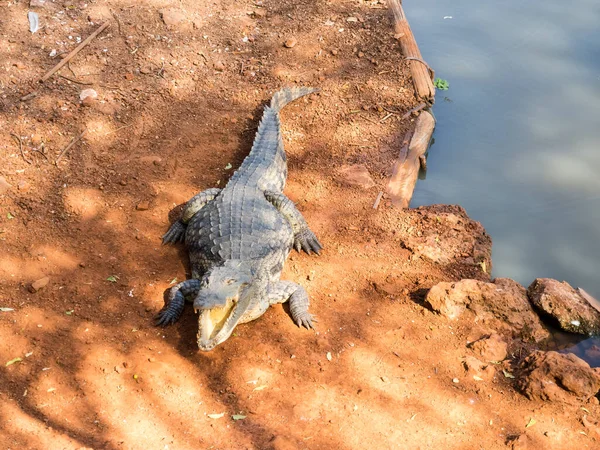 African Aligator Natural Park Africa — Stock Photo, Image