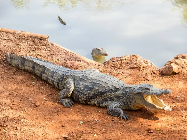 African Aligator Natural Park Africa — Stock Photo, Image