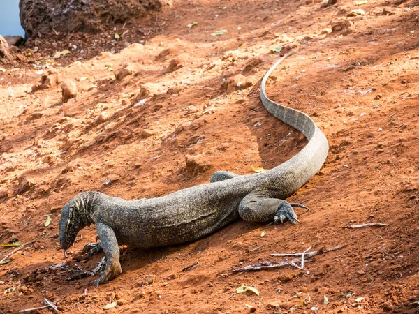 Lagarto Monitor Lagarto Africano Gigante — Fotografia de Stock