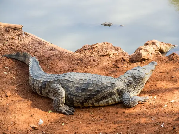 Aligator Africano Parque Natural África — Fotografia de Stock