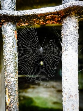 Pencerenin paslı parmaklıklarında bulunan küçük örümcek ağı