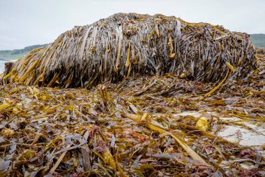 Galiçya sahili alglerle dolu.