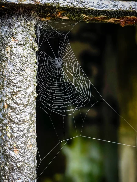 Liten Spindelnät Ligger Rostiga Barer Ett Fönster — Stockfoto