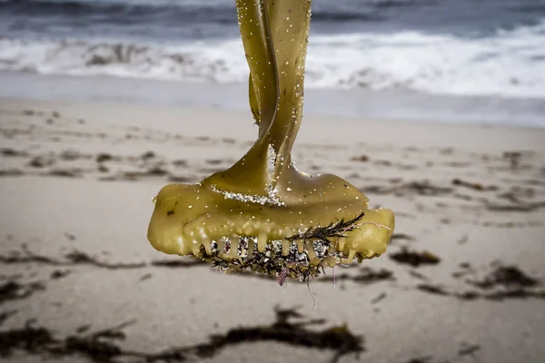 Organismo Aquático Algas Marinhas Com Capacidade Realizar Fotossíntese Oxigénica Obter — Fotografia de Stock