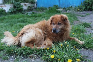 Bir buket çiçekli şirin kırmızı bir Pomeranya köpeği, Ukrayna
