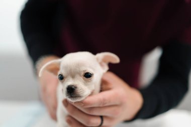 Beyaz bir oyuncak evin arka planında sevimli bir chihuahua köpeği var.