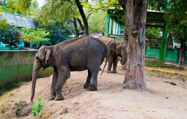 Elefanten Zoo — Stockfoto