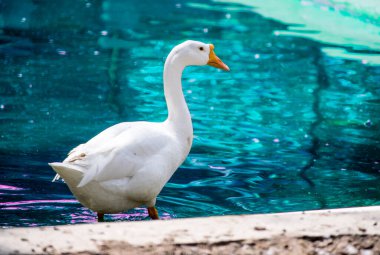 Beyaz ördek bir gölet veya göl yanında durmak
