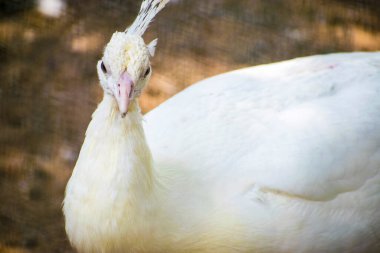 White Indian Peacock closeup