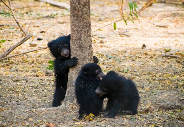 Three young black bear cub playing in the forest.