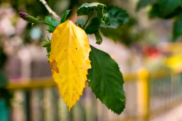 Yellow Leaves Autumn Yellow Leaves Tree Yellow Leaves Ground — Foto de Stock