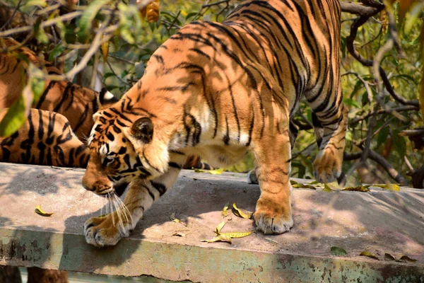 Tiger Walking Zoo Dangerous Animal Indore Zoo Madhya Pradesh — Foto de Stock