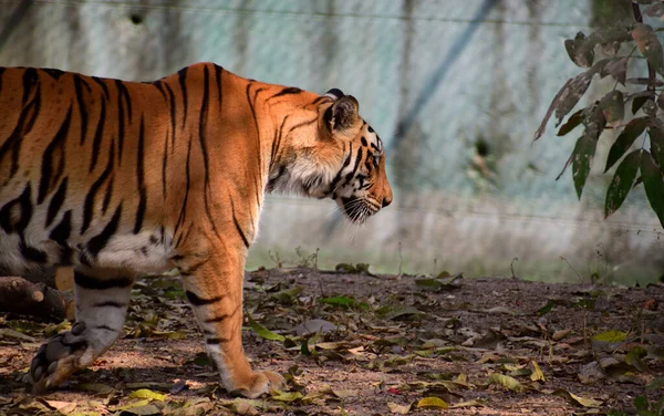 Tiger walking in zoo, dangerous animal. Indore zoo (Madhya Pradesh)