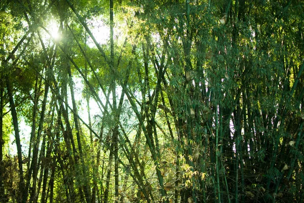 Зеленый Бамбук — стоковое фото