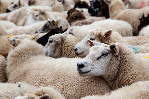 Una Manada Ovejas Blancas Pie Granja Norfolk Reino Unido —  Fotos de Stock