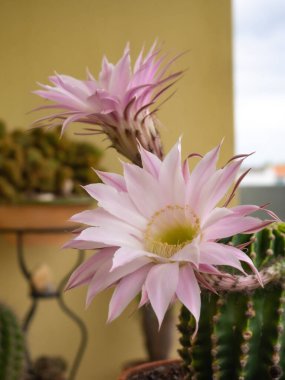 Ekinopsis Tubiflora kaktüsü çiçekleri. Güney Amerika 'ya özgü büyük bir kaktüs cinsidir, kirpi kaktüsü, deniz kestanesi kaktüsü veya Paskalya zambağı kaktüsü olarak da bilinir. Çiçeklerinin büyüklüğü, uzunluğu ve uzunluğu dikkate değerdir..