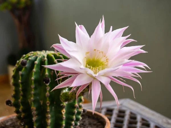 Echinopsis Tubiflora cactus flowers. Is a large genus of cacti native to South America, sometimes known as hedgehog cactus, sea-urchin cactus or Easter lily cactus. They are remarkable for the great size, length of tube, and beauty of their flowers.