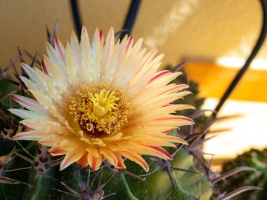 Ferocactus wislizenii, Chihuahua ve Sonora çöllerinde yetişen bir varil kaktüsüdür. Vücudu küreseldir. Çiçekler huni şeklinde ve kırmızı ya da sarı.