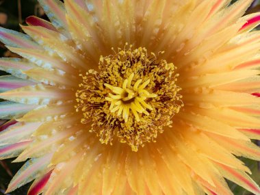 Bir Ferocactus Wislizenii çiçeğinin merkezi. Ferocactus wislizenii, Chihuahua ve Sonora çöllerinde yetişen bir varil kaktüsüdür. Vücudu küreseldir. Çiçekler huni şeklinde ve kırmızı ya da sarı.