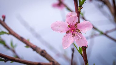The arrival of spring with the first flowers