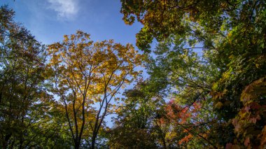 trees in the beginning of autumn