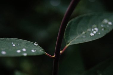 Beautiful droplets on dark leave