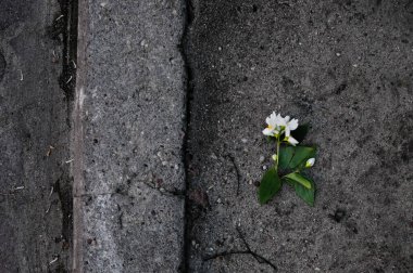 Lost flower on the ground
