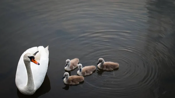 Swan mother swimming with its children.