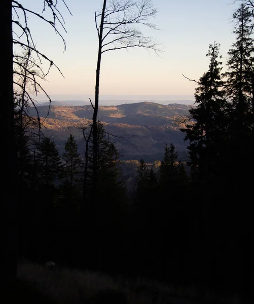 Wandered Part Forest While Going Babia Gora Mountain — Foto Stock