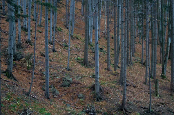 Wandered Part Forest While Going Babia Gora Mountain — Stockfoto