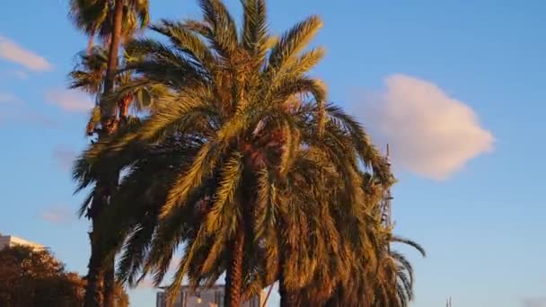 Palm Trees Sunset Move Wind Reflecting Rays Sun Barselona Spain — Wideo stockowe