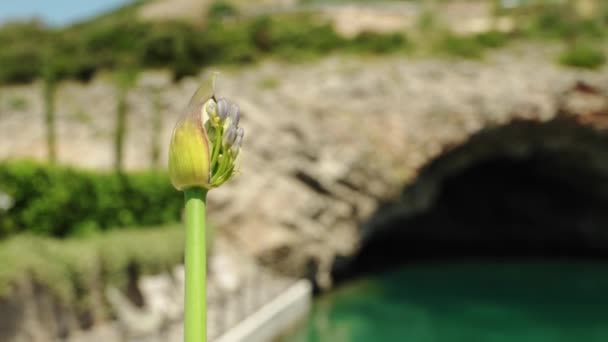Flower Foreground Cave Sea Blue Water Lustica Bay Montenegro Europe — Video Stock