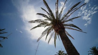 Palmiye ağaçlarının dallarında parlayan güneş, açık mavi gökyüzü. Yüksek kalite 4k görüntü